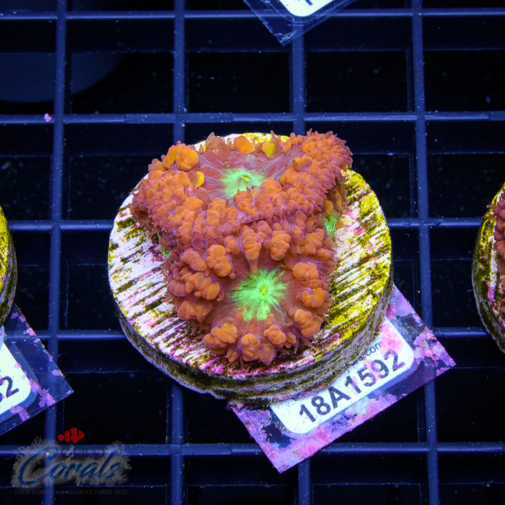 EC Orange Metalman Blastomussa