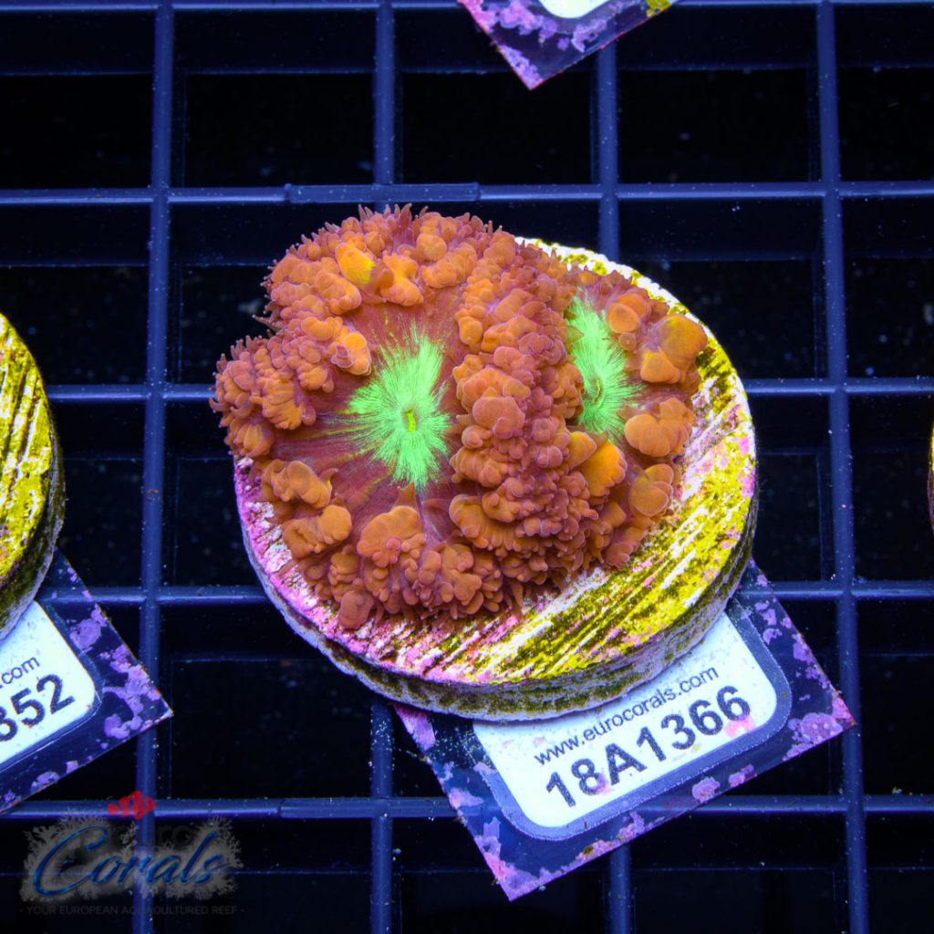 EC Orange Metalman Blastomussa
