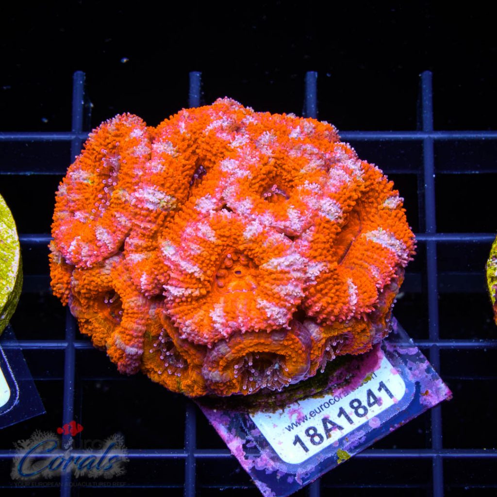 EC Candy Stripe Rainbow Aussie Lord