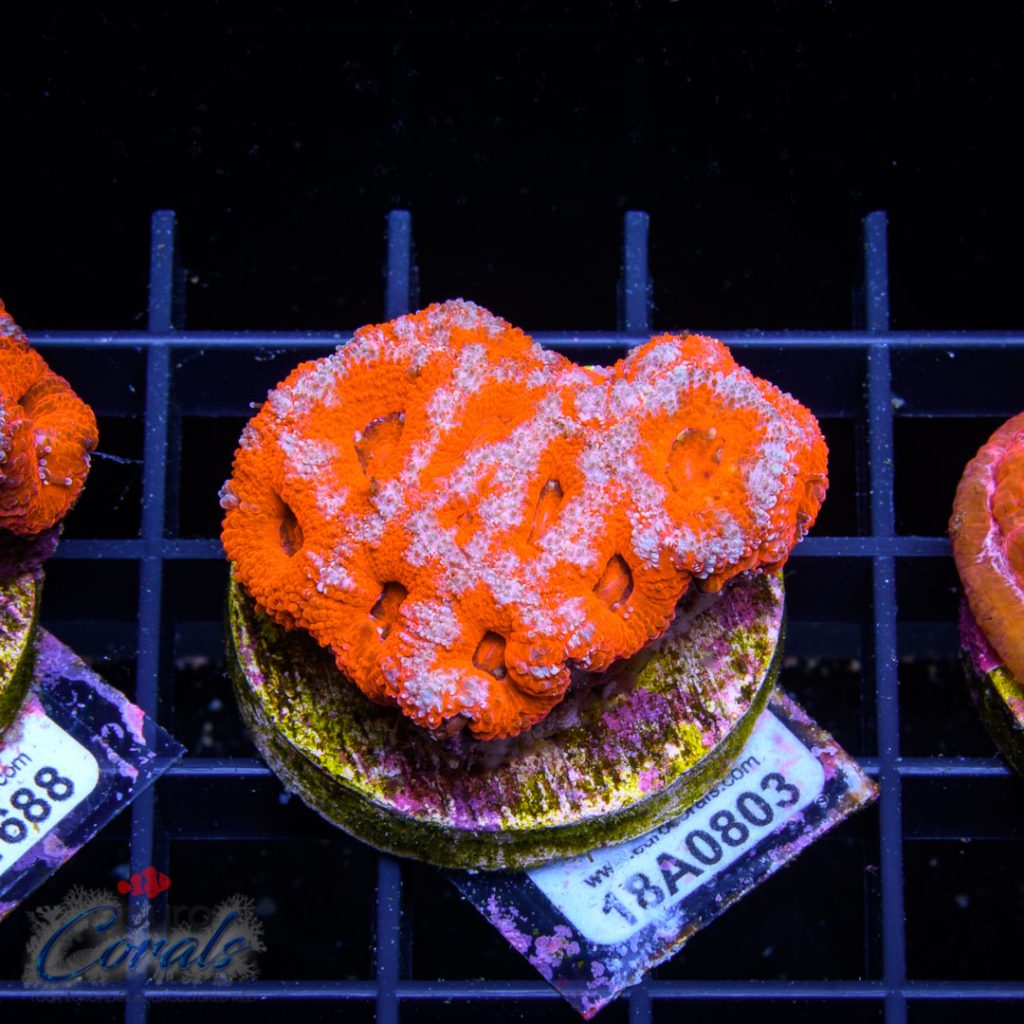 EC Super Red Bi-Colour Micromusa