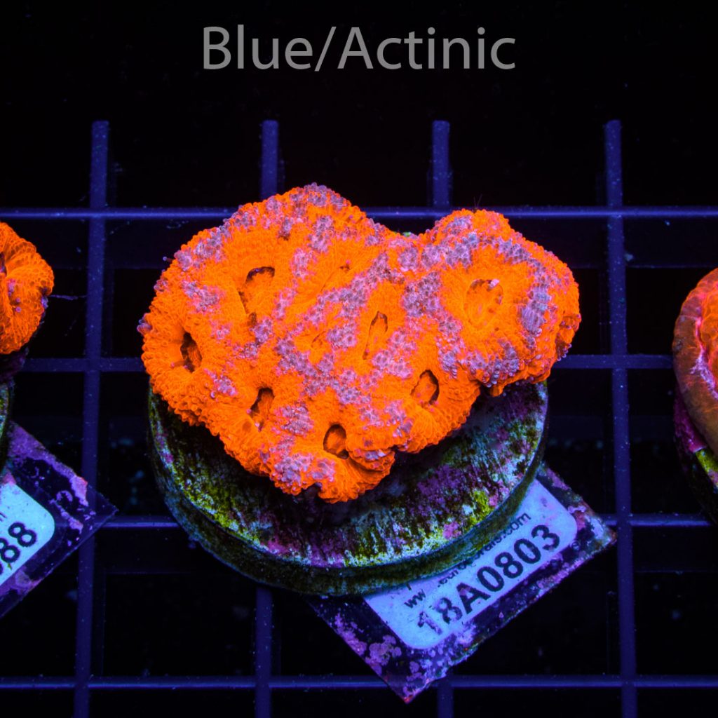 EC Super Red Bi-Colour Micromusa - Image 2