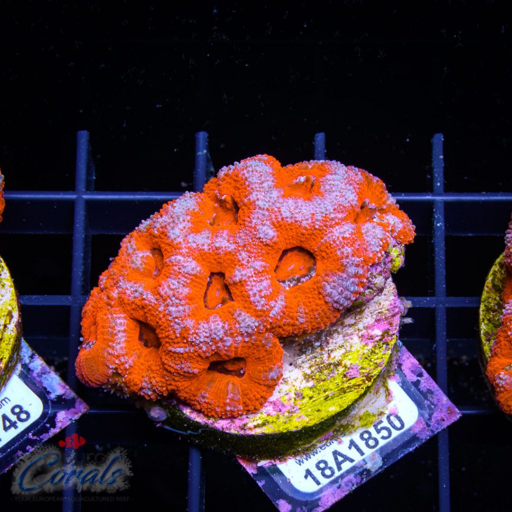 EC Super Red Bi-Colour Micromusa
