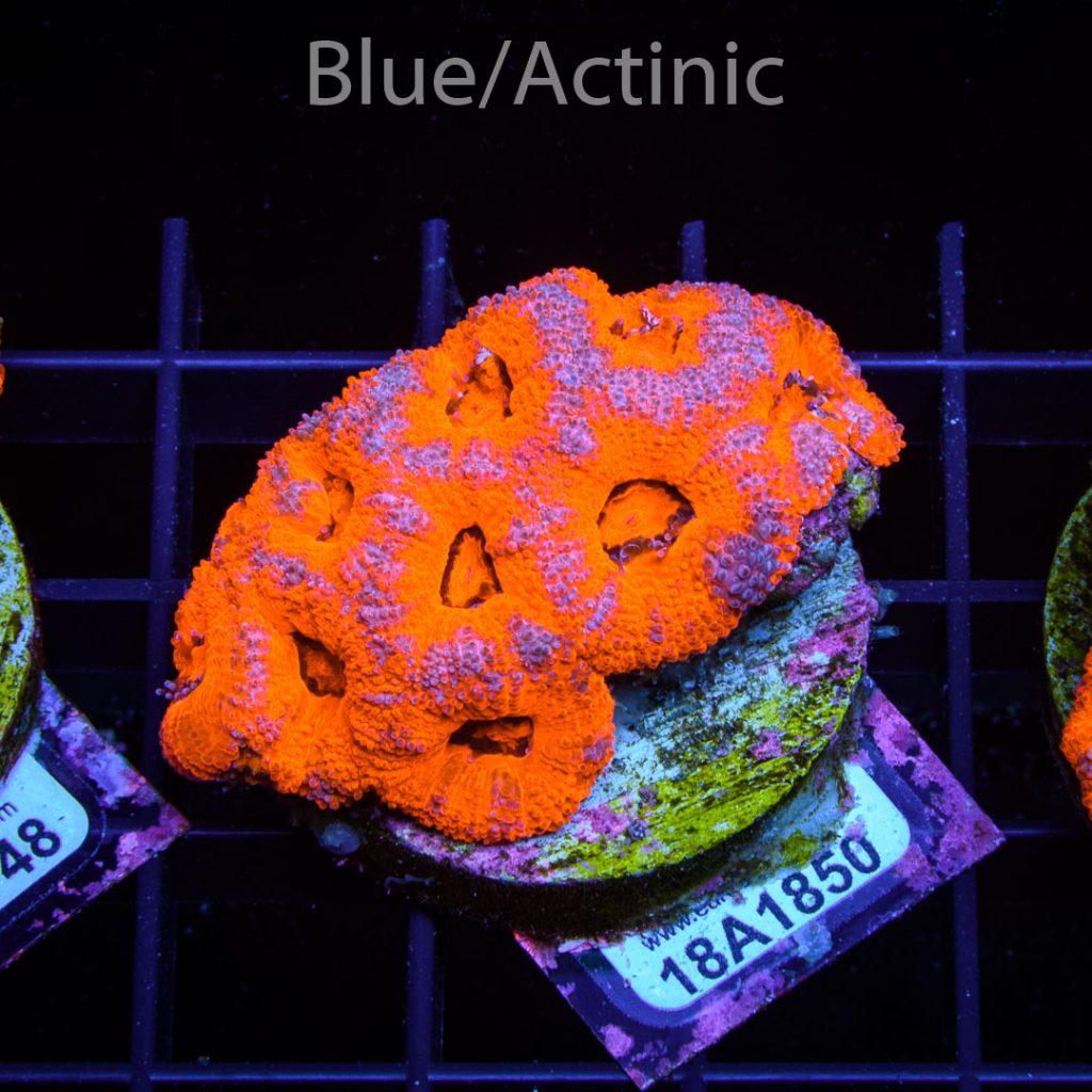 EC Super Red Bi-Colour Micromusa - Image 2