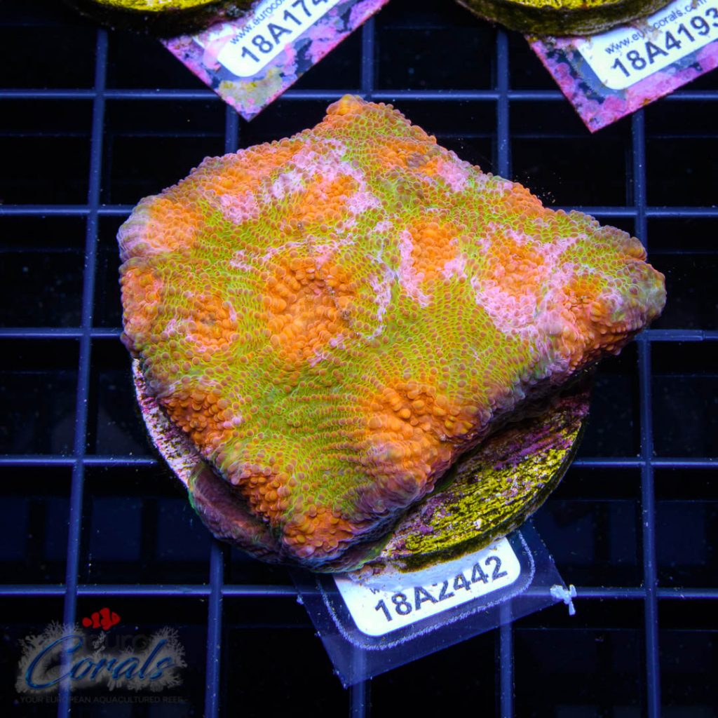 EC Grafted Mango Echinata