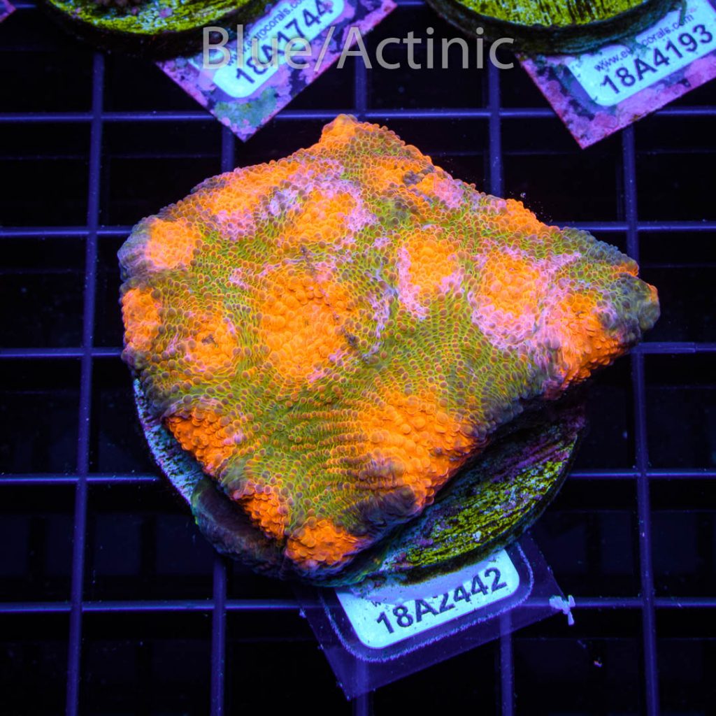 EC Grafted Mango Echinata - Image 2