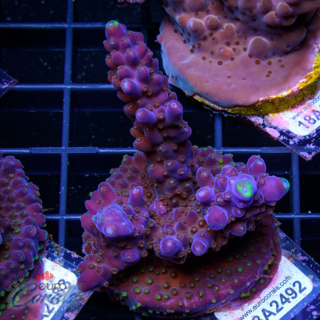 EC Blue/Purple Monster