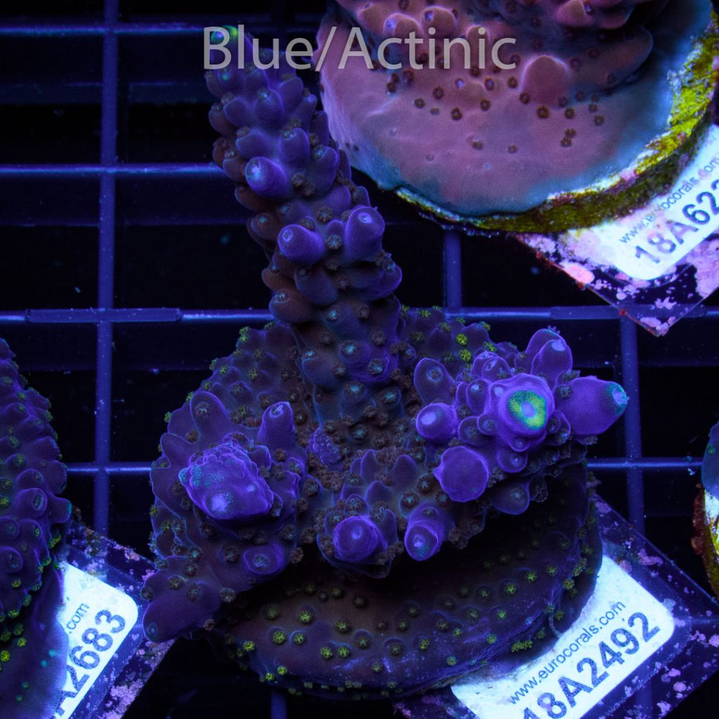 EC Blue/Purple Monster - Image 2