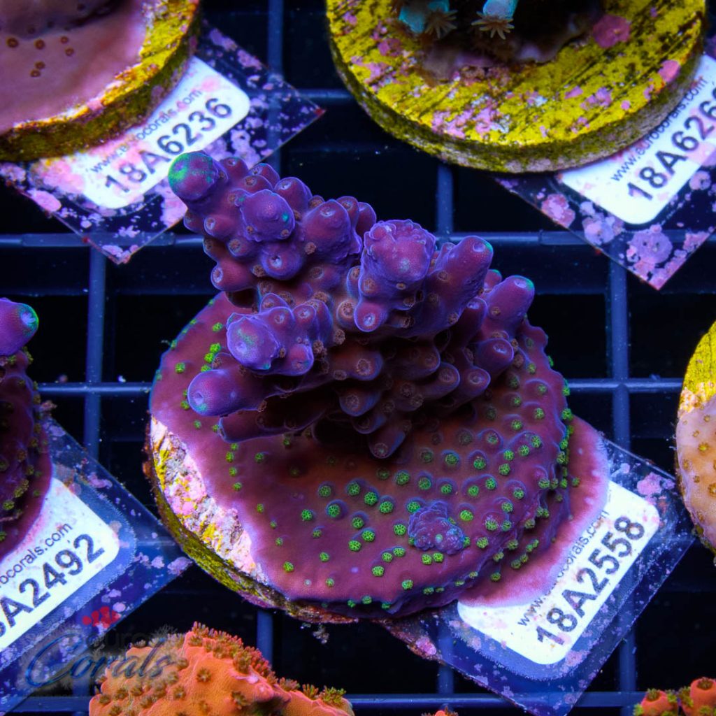 EC Blue/Purple Monster