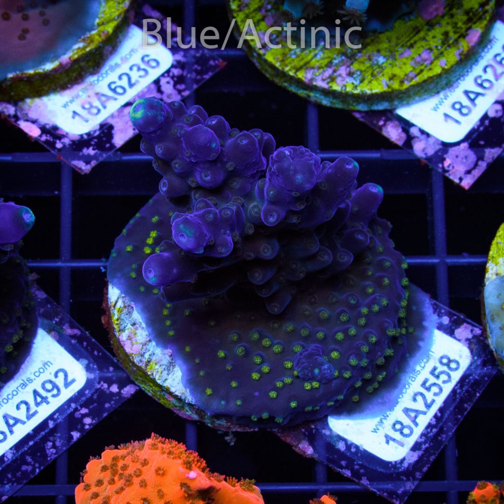 EC Blue/Purple Monster - Image 2