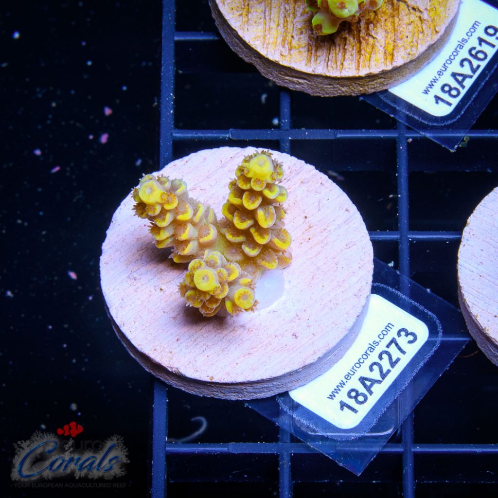 EC Akil's Super Yellow Tenuis