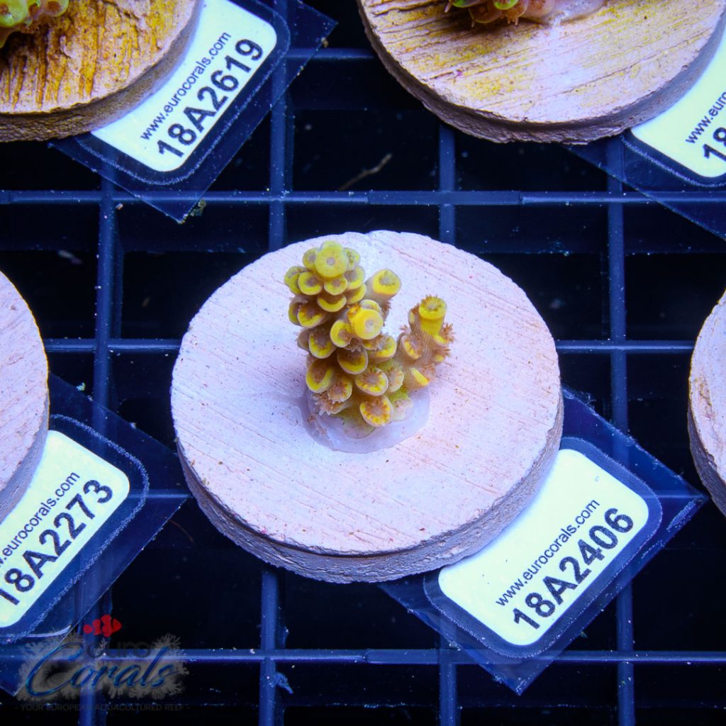 EC Akil's Super Yellow Tenuis