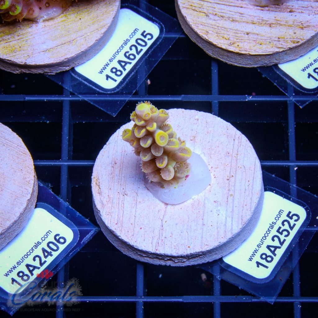 EC Akil's Super Yellow Tenuis