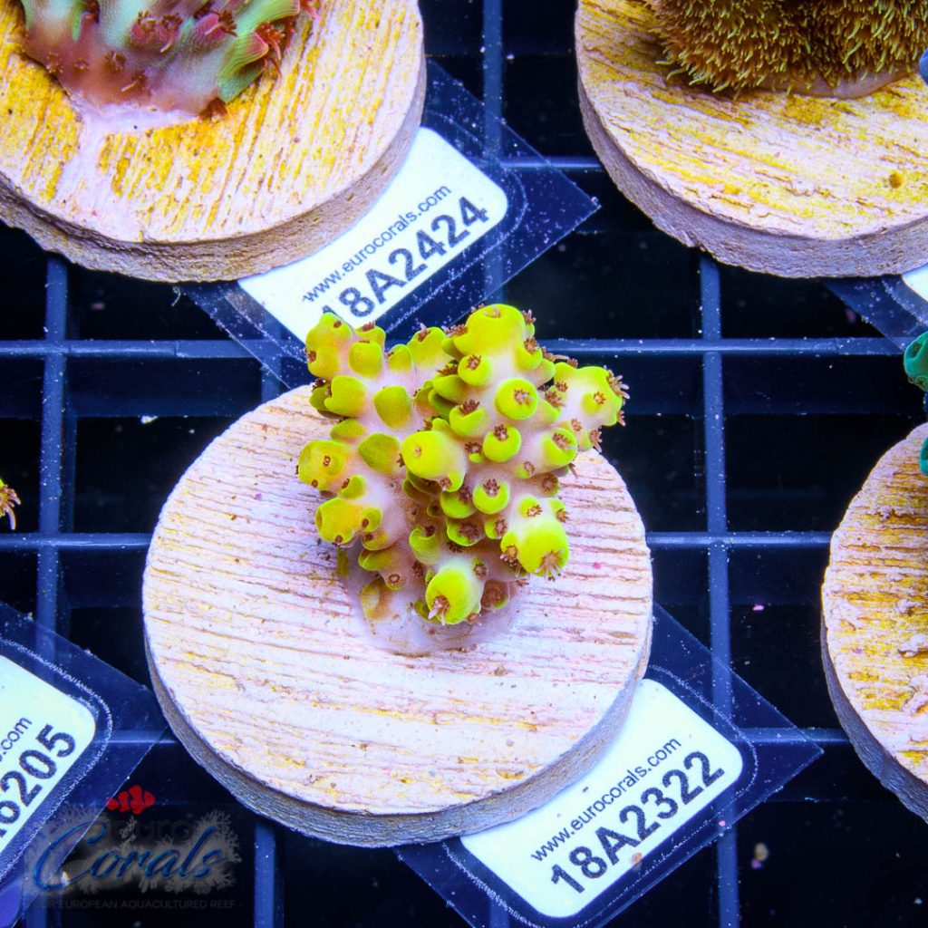 EC Yellow Pikachu Red Polyps