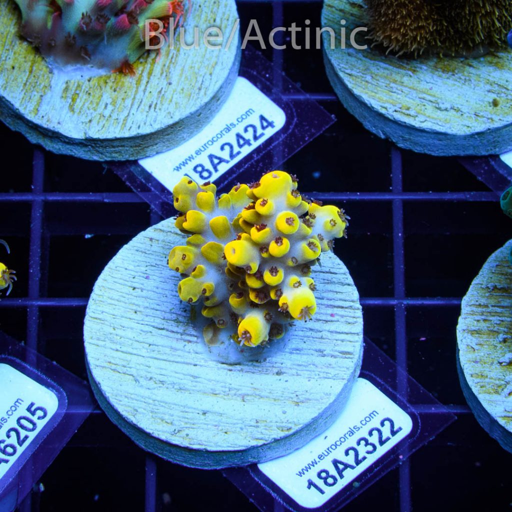 EC Yellow Pikachu Red Polyps – Bild 2