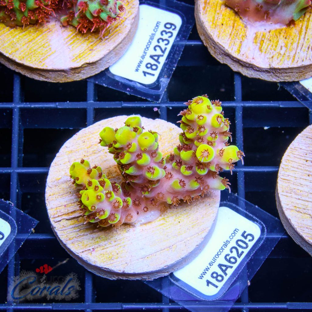 EC Yellow Pikachu Red Polyps