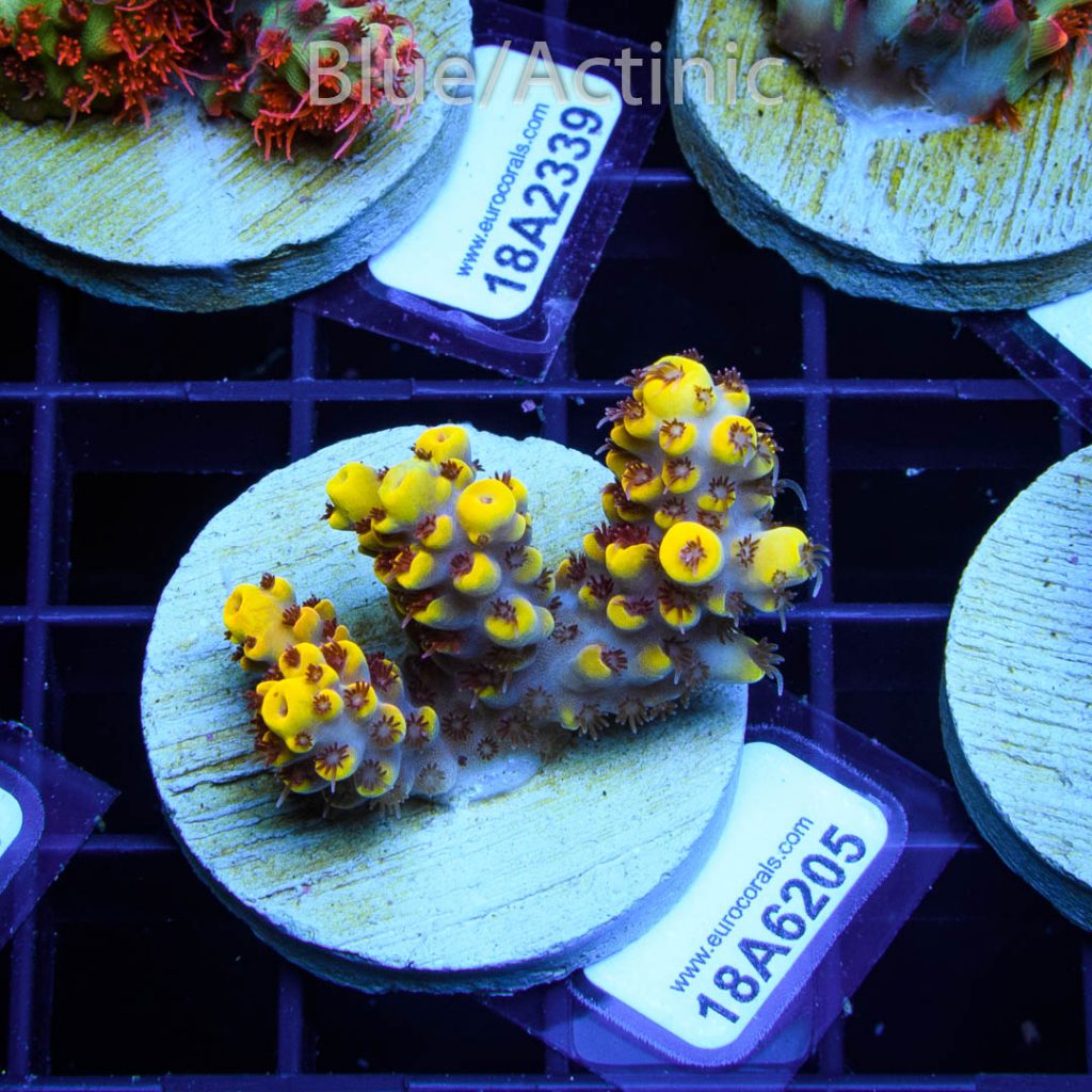 EC Yellow Pikachu Red Polyps - Image 2