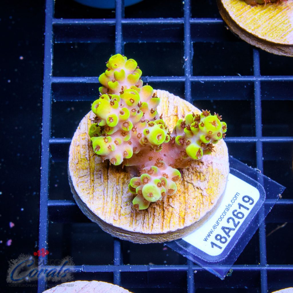 EC Yellow Pikachu Red Polyps