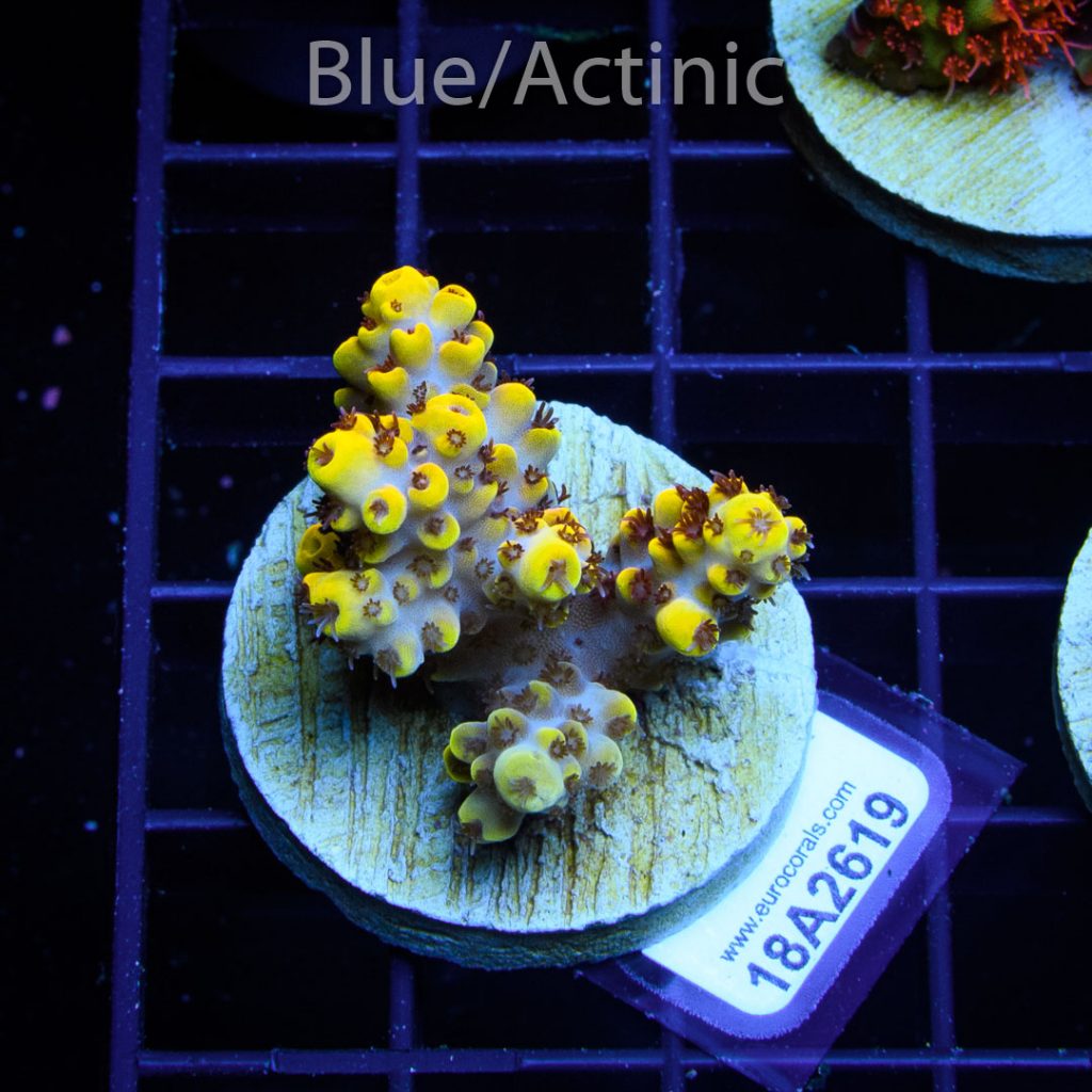 EC Yellow Pikachu Red Polyps - Image 2