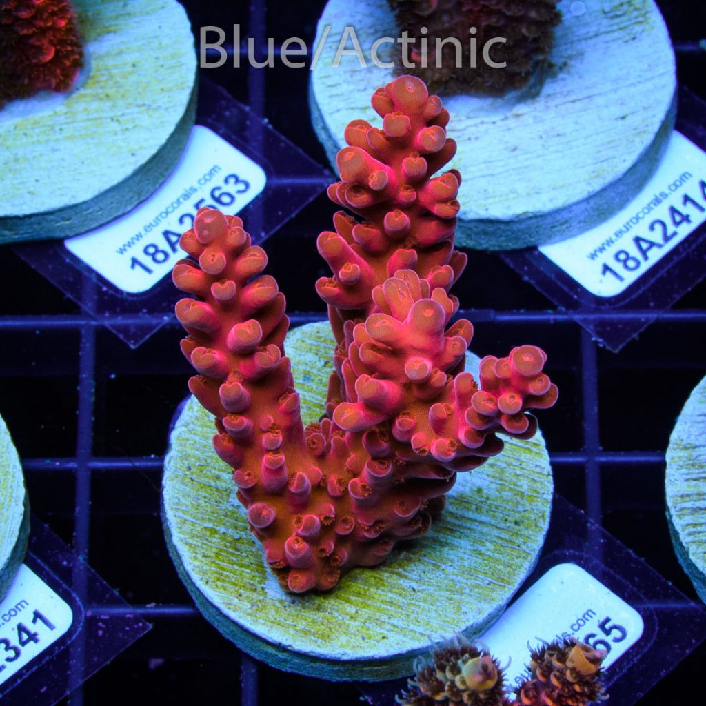 EC Akil's Gilligan Acro - Image 2
