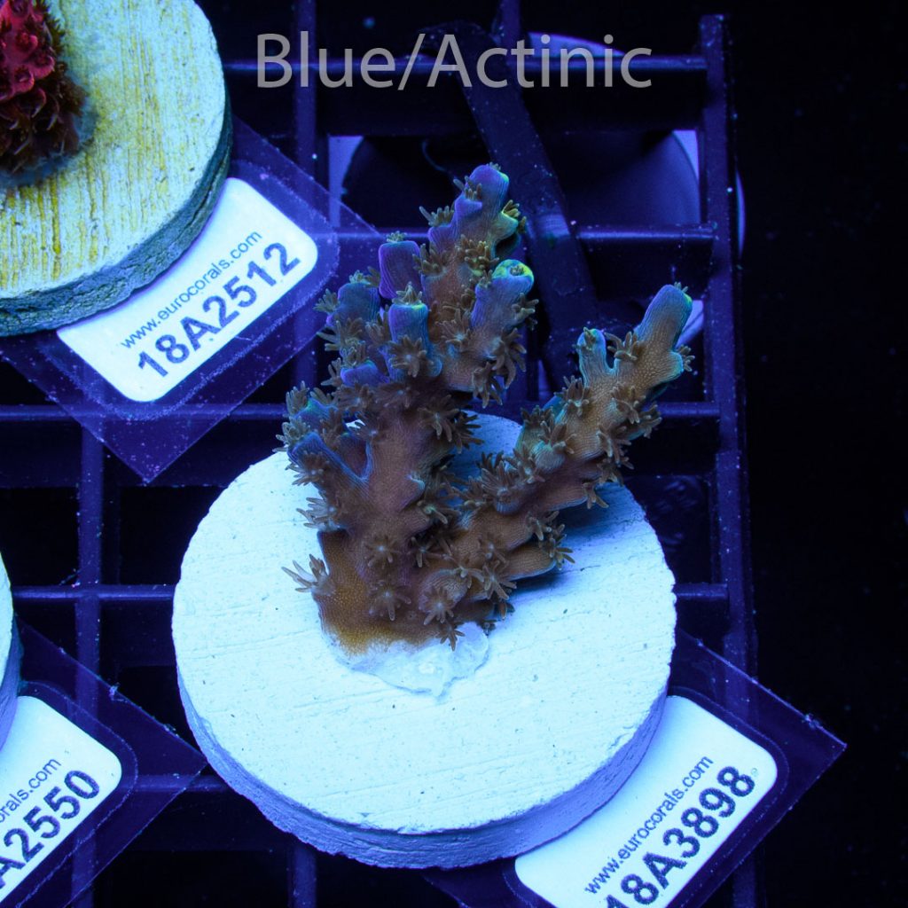 EC Akil's Blue Flame Acro - Image 2