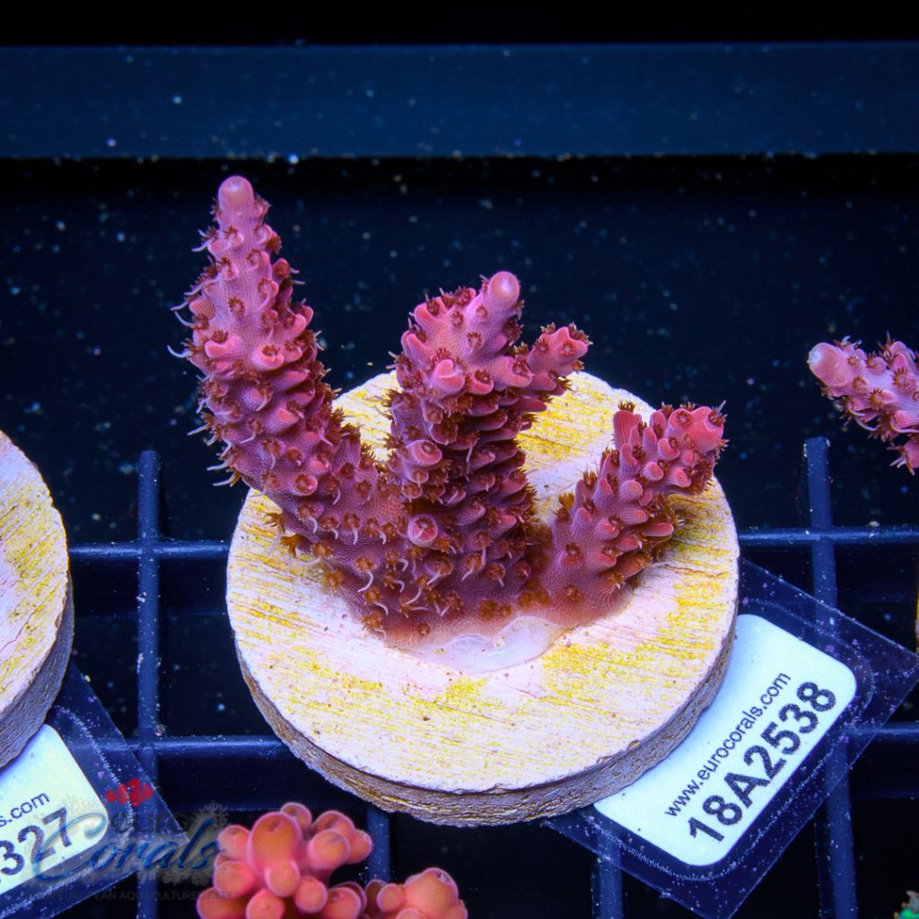 EC Akil's Red Diablo Acro