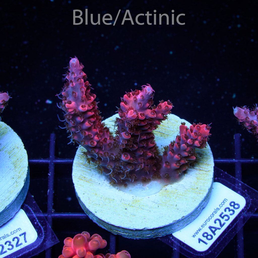 EC Akil's Red Diablo Acro - Image 2