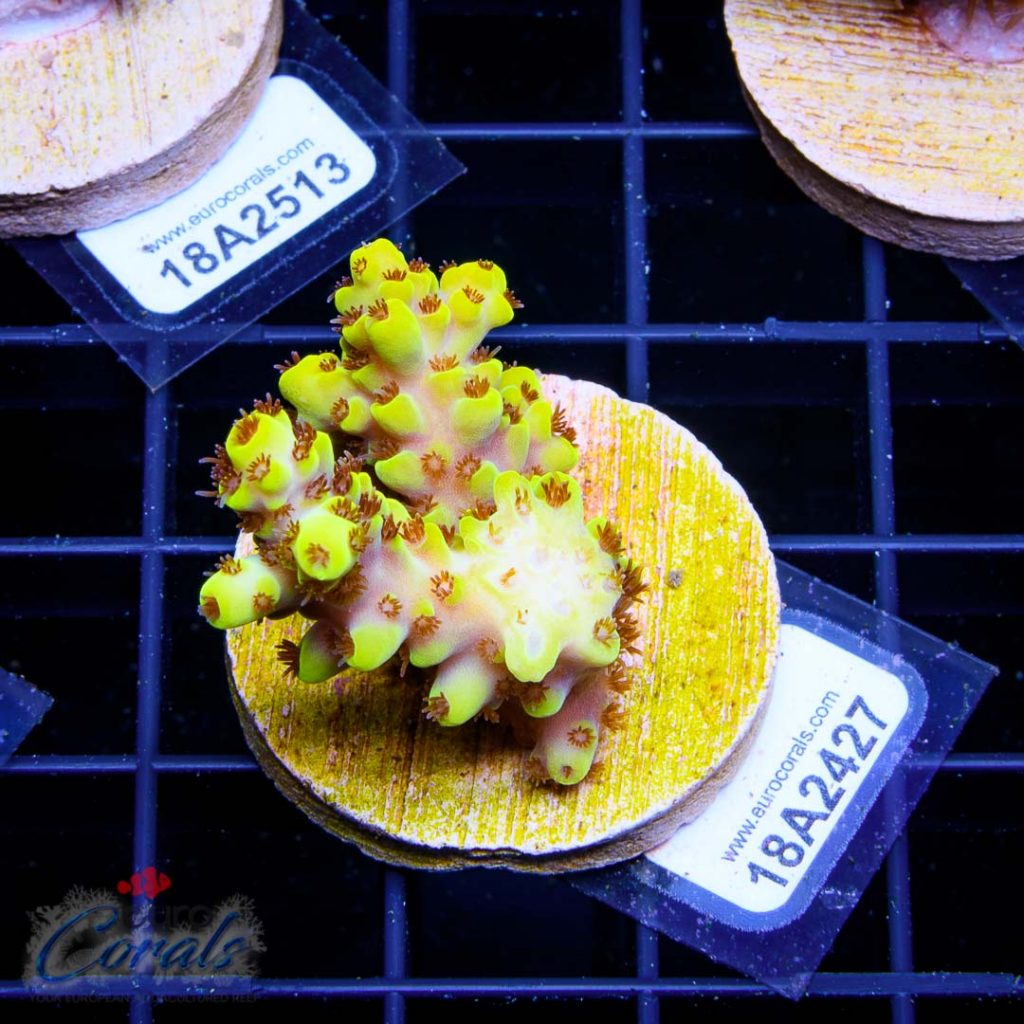 EC Yellow Pikachu Red Polyps