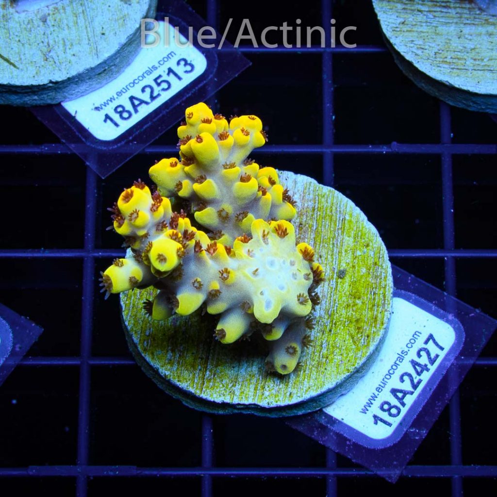 EC Yellow Pikachu Red Polyps - Image 2