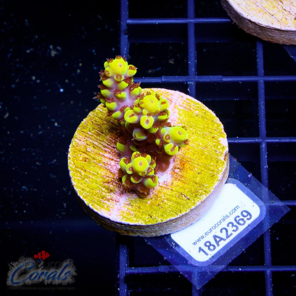 EC Yellow Pikachu Red Polyps