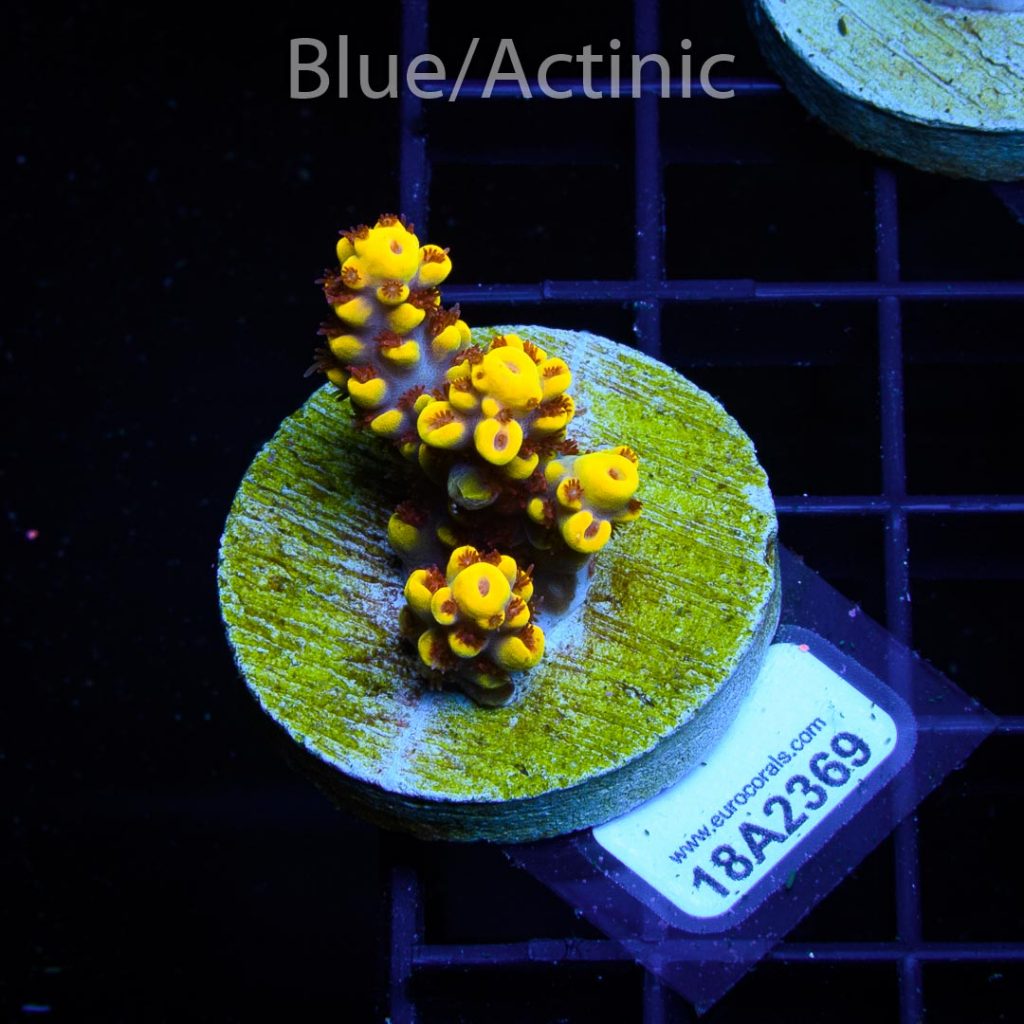 EC Yellow Pikachu Red Polyps - Image 2