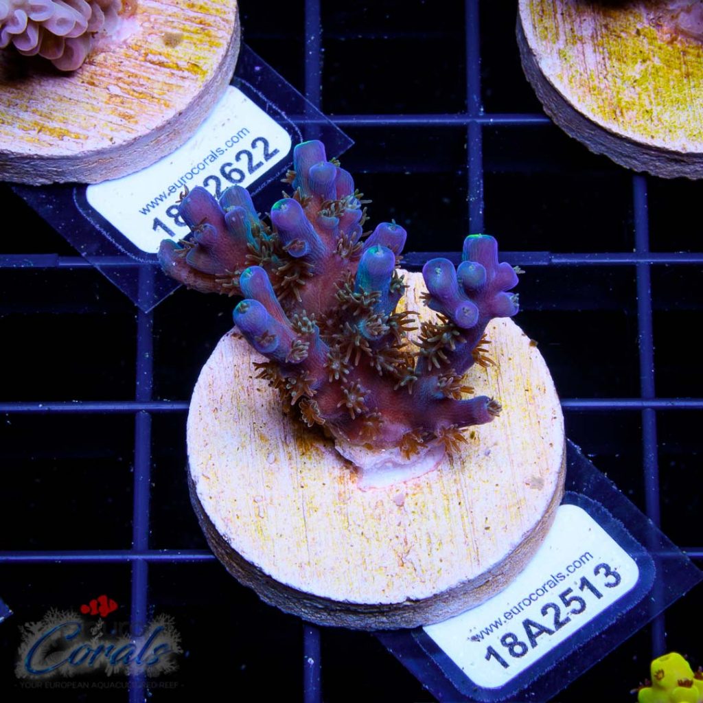 EC Akil’s Blue Flame Acro