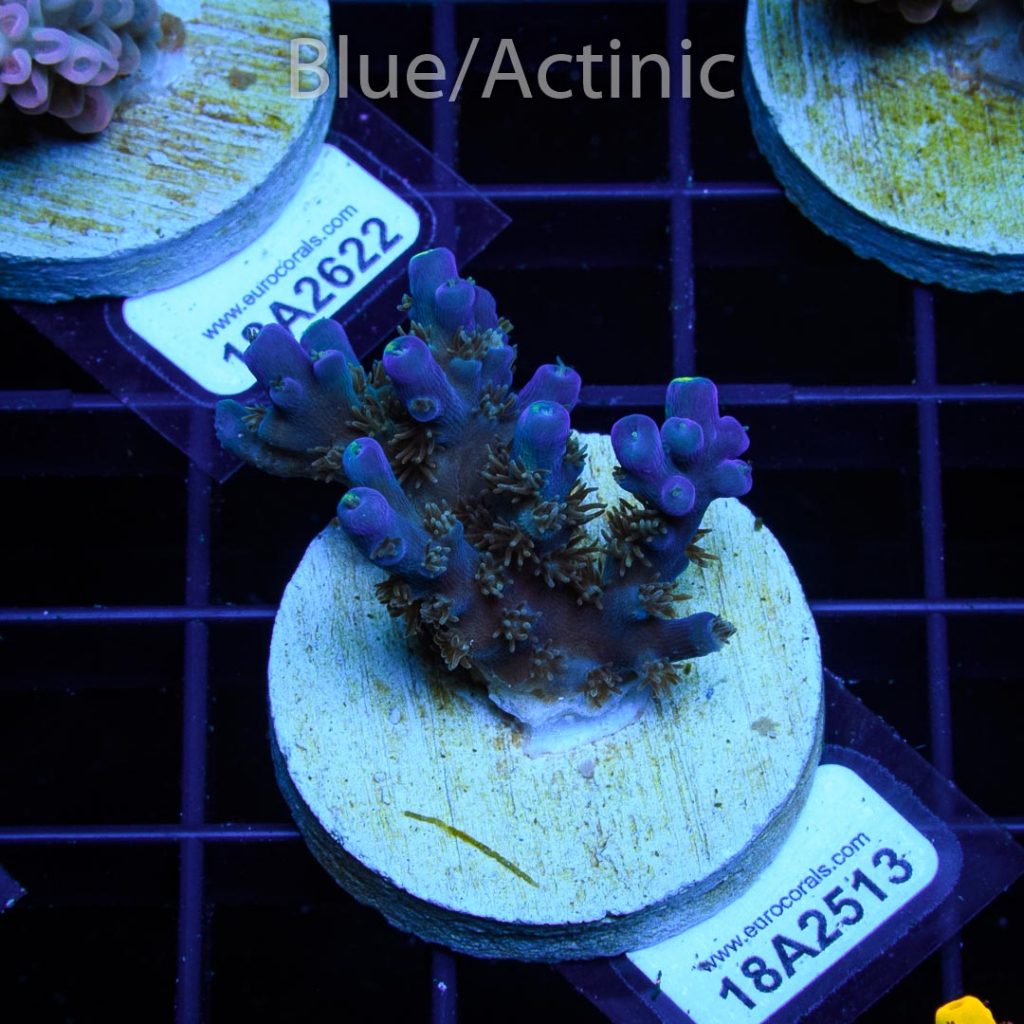 EC Akil’s Blue Flame Acro - Image 2