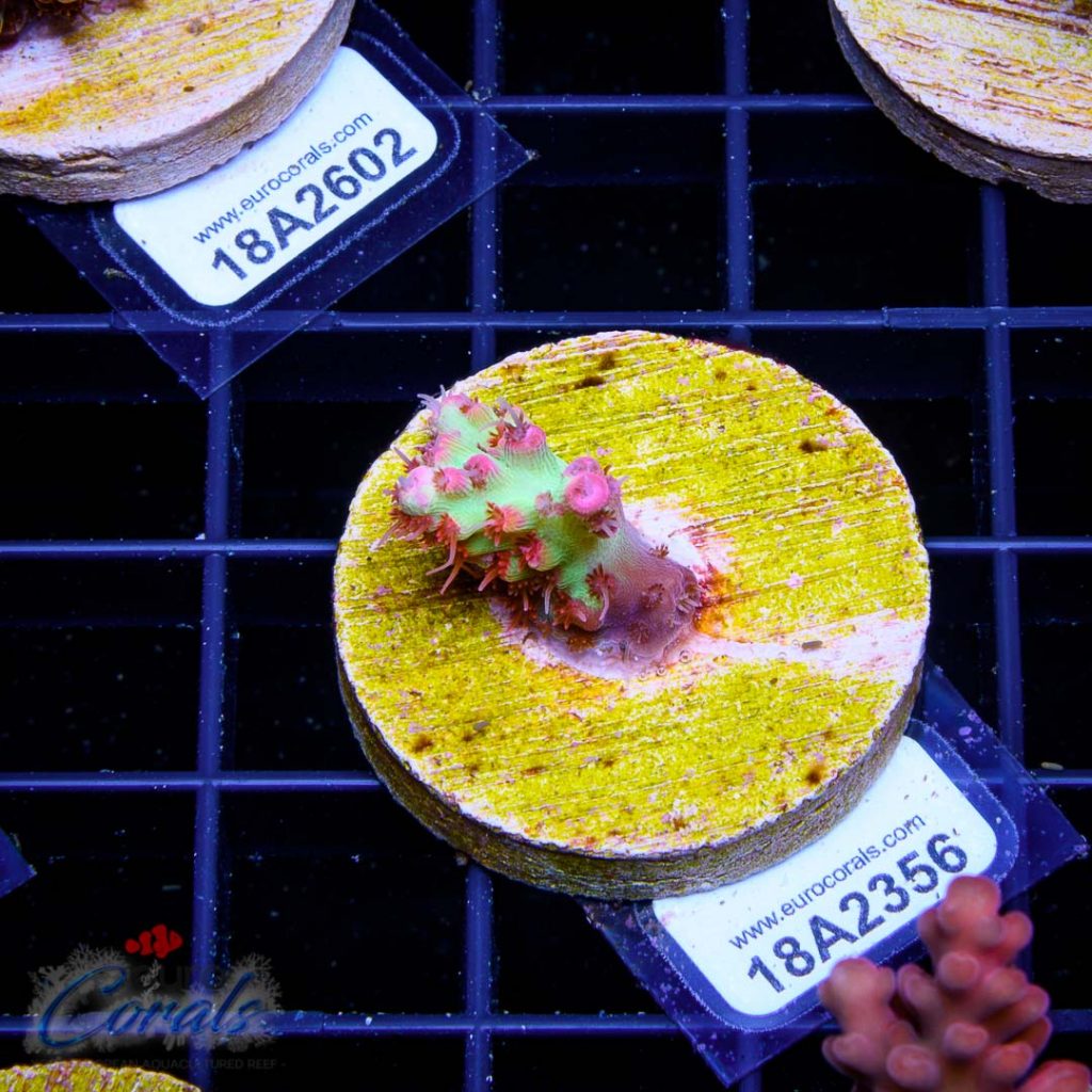 EC Akil's Red Devils Acro
