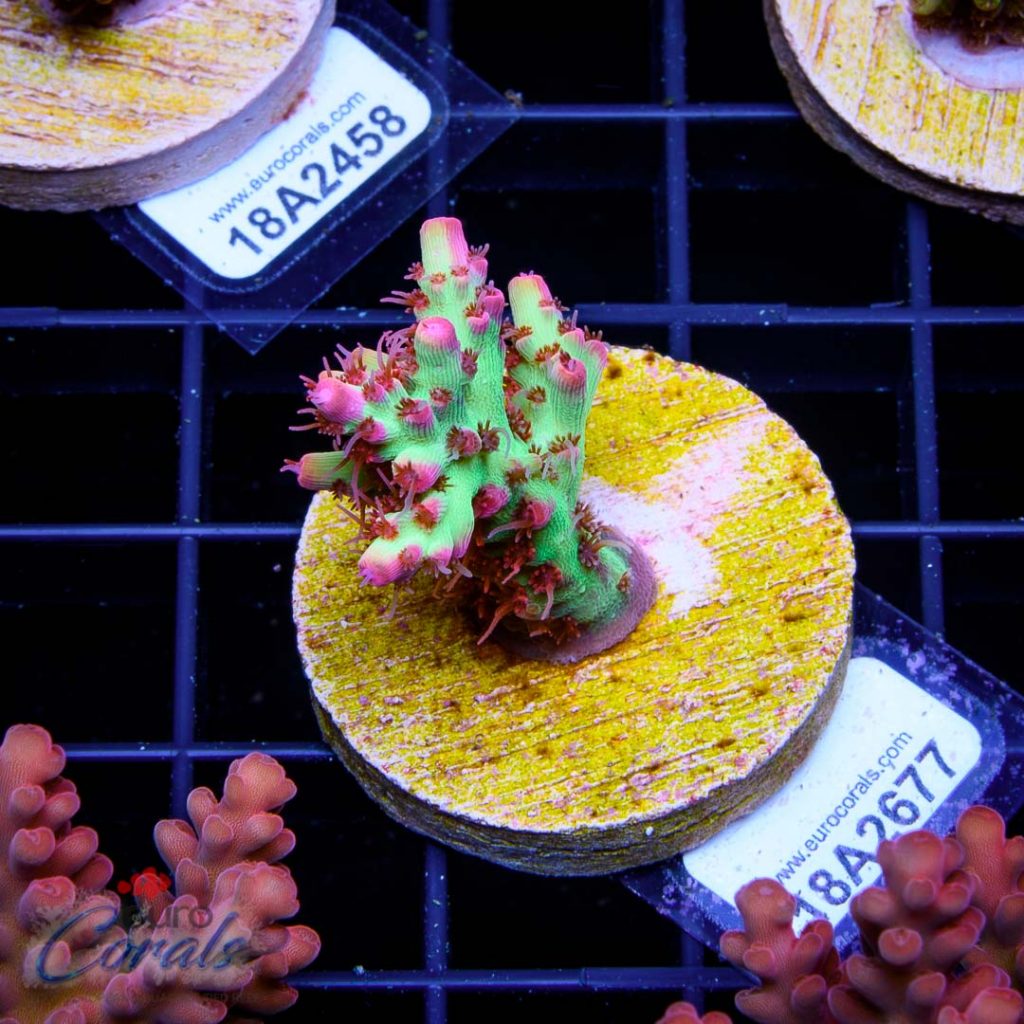 EC Akil's Red Devils Acro