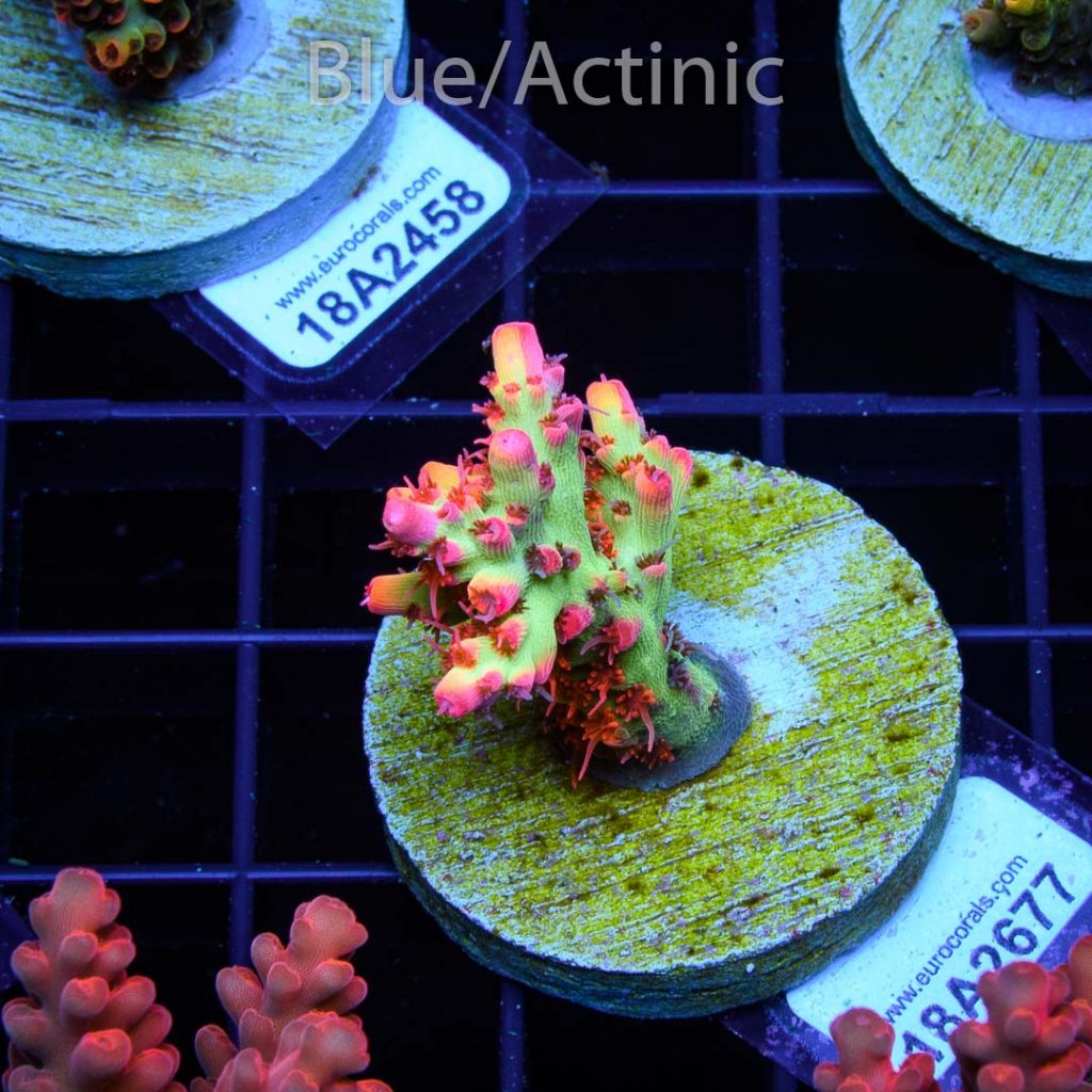 EC Akil's Red Devils Acro - Image 2