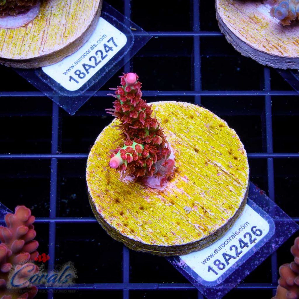 EC Akil's Red Devils Acro