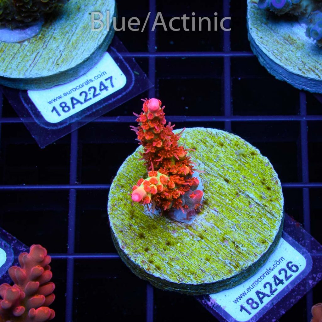 EC Akil's Red Devils Acro - Image 2