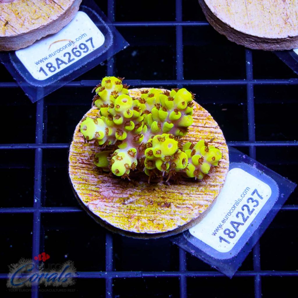 EC Yellow Pikachu Red Polyps