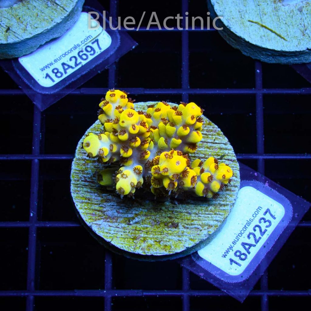 EC Yellow Pikachu Red Polyps – Bild 2