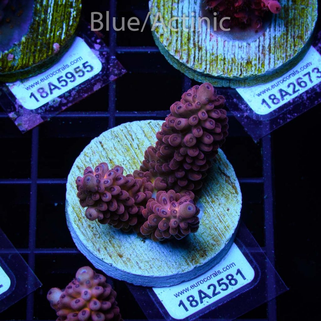 EC Rainbow Purple Pills - Image 2