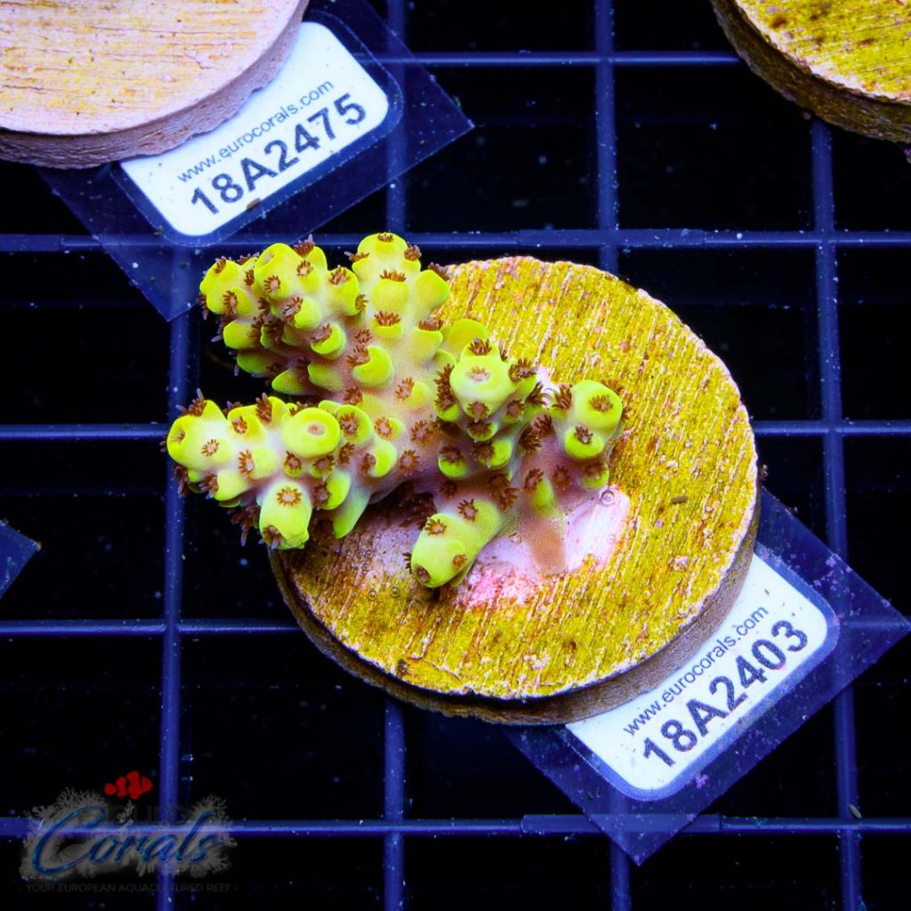 EC Yellow Pikachu Red Polyps