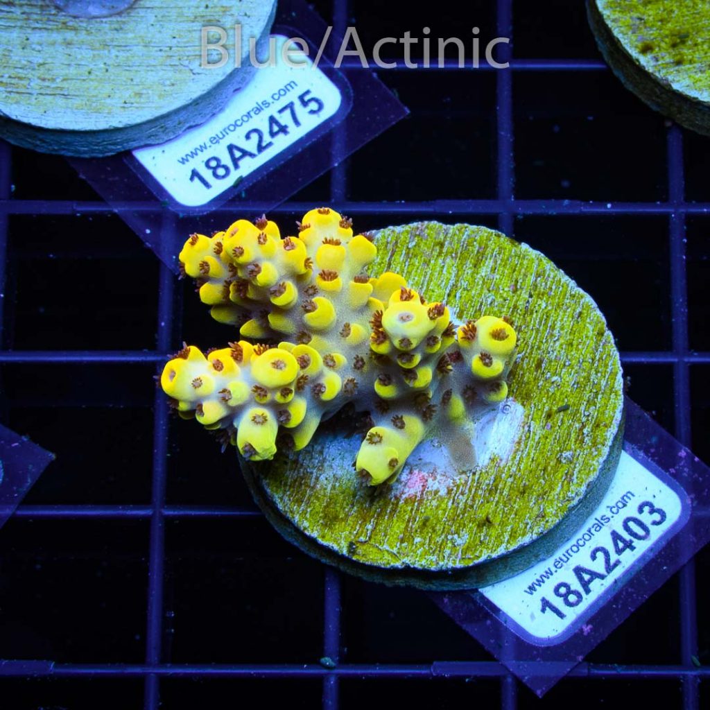EC Yellow Pikachu Red Polyps – Bild 2