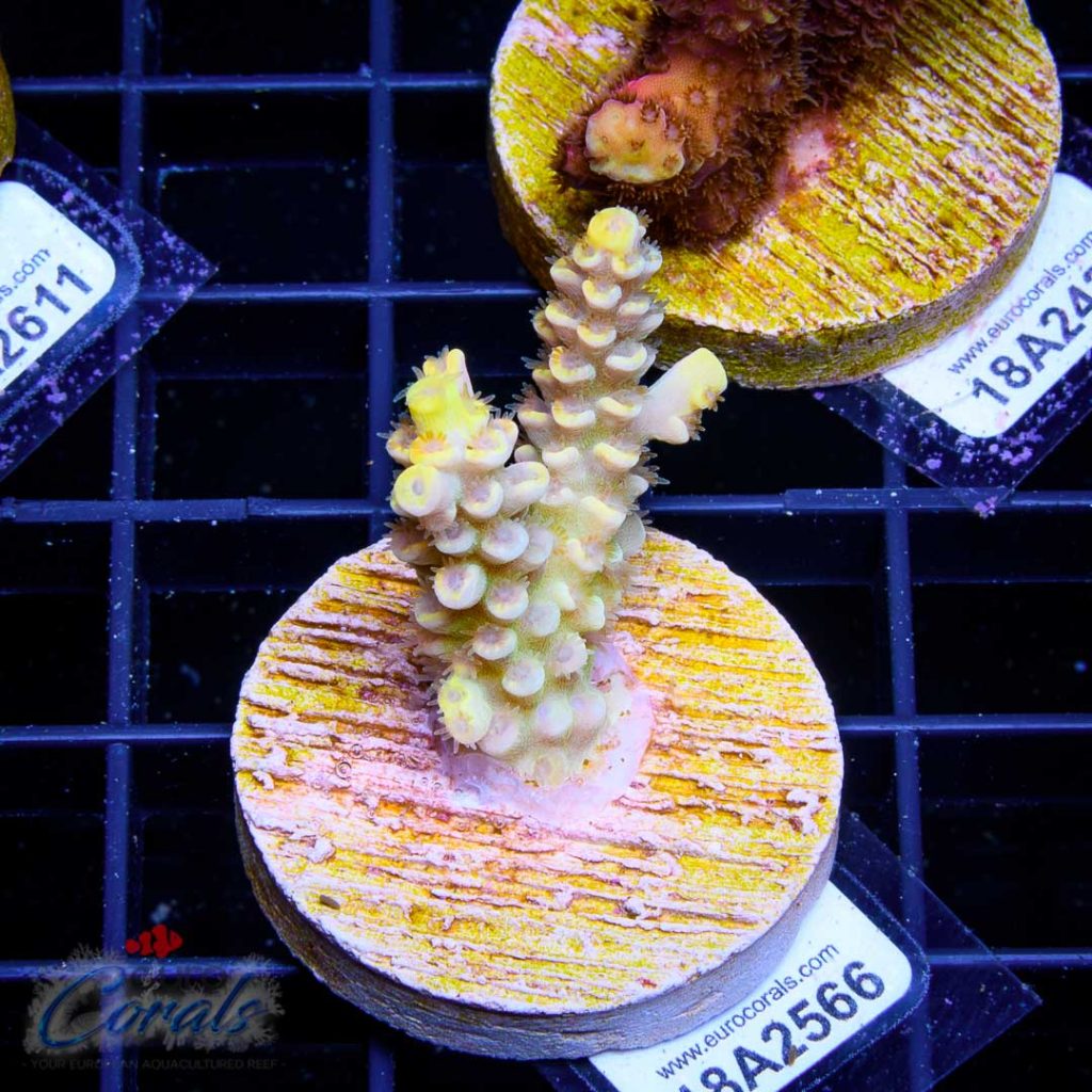 EC Akil’s Super Yellow Tenuis