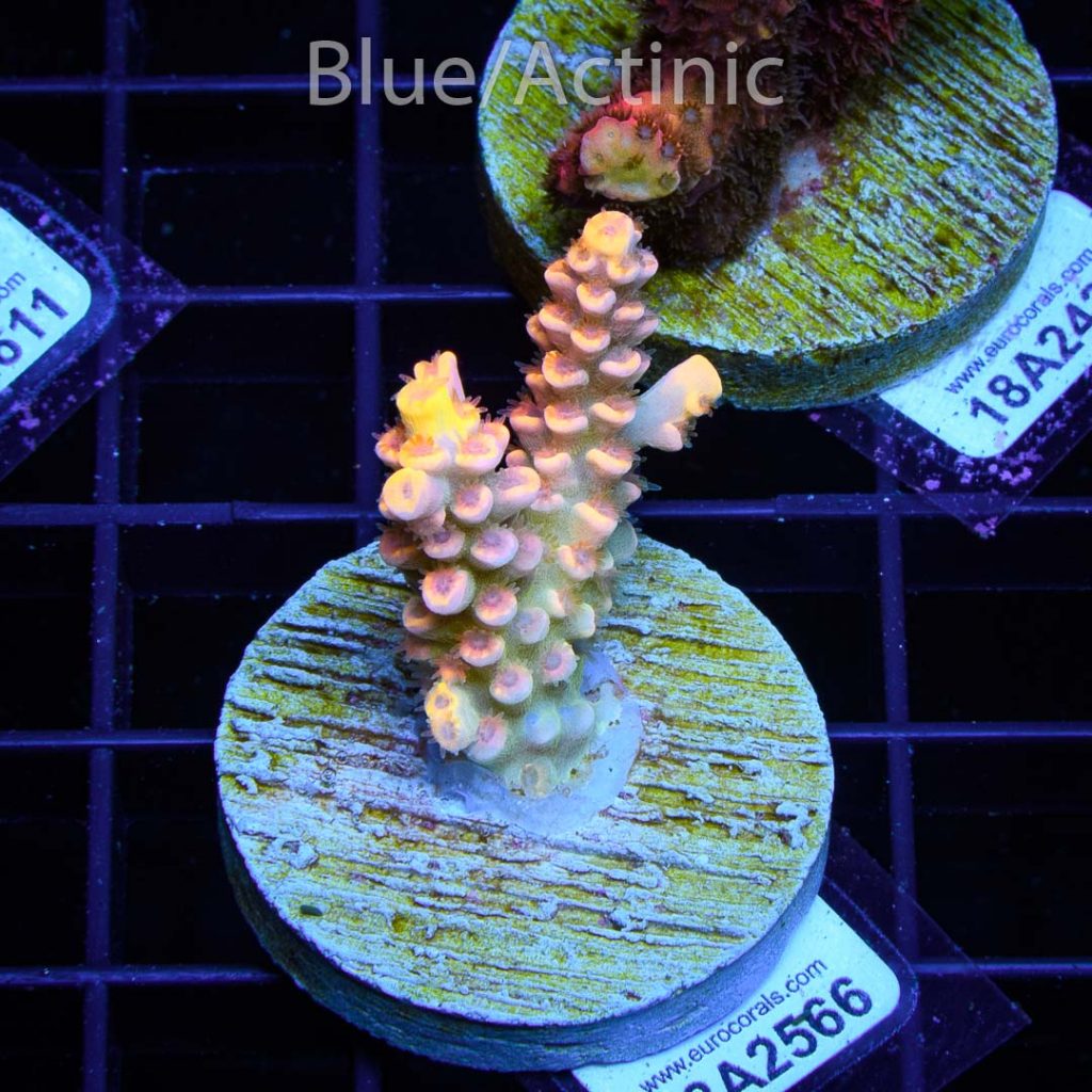 EC Akil’s Super Yellow Tenuis - Image 2