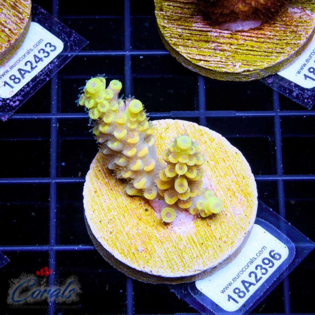 EC Akil’s Super Yellow Tenuis