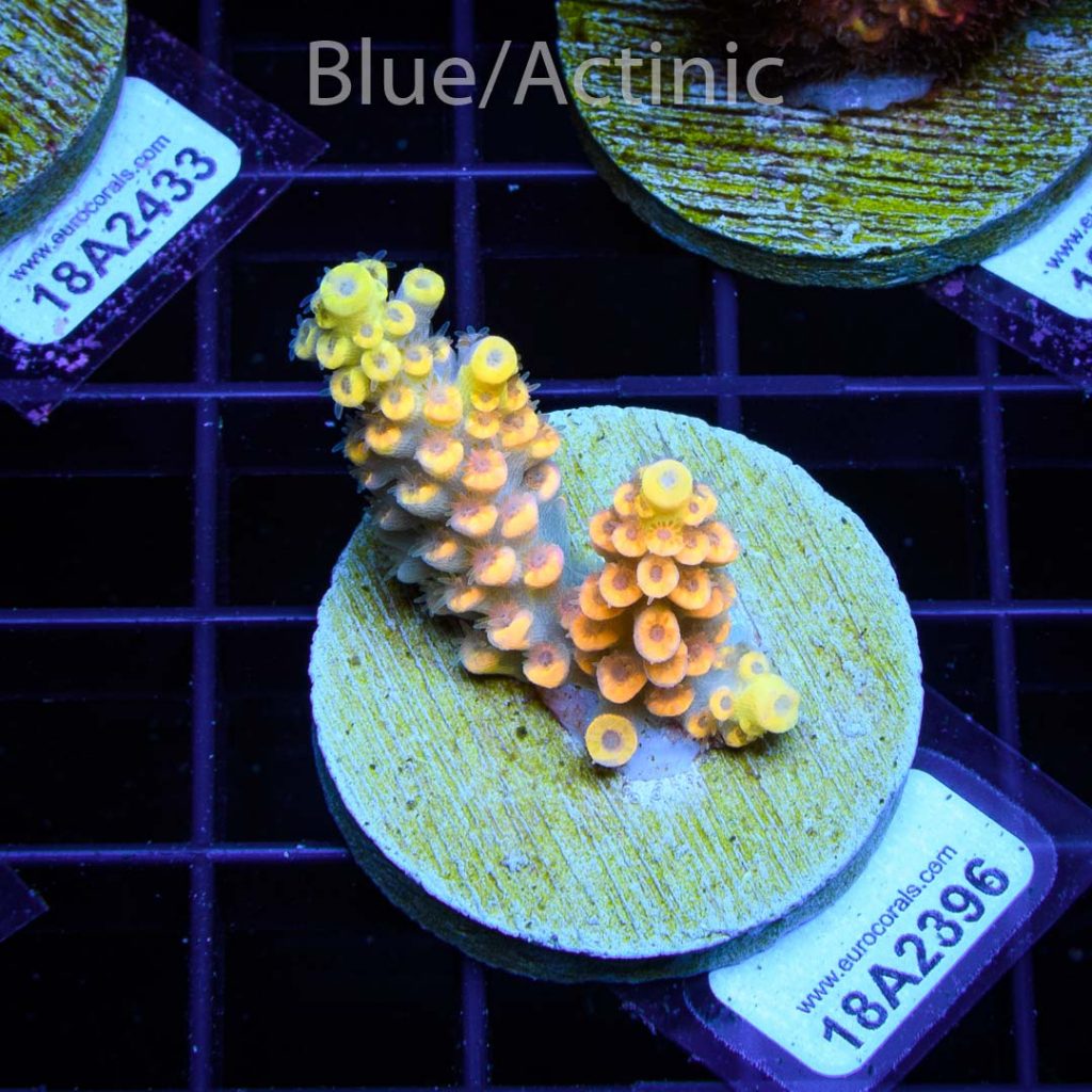 EC Akil’s Super Yellow Tenuis - Image 2