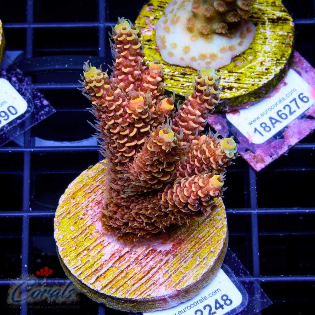 EC Akil’s Orange Passion Mille