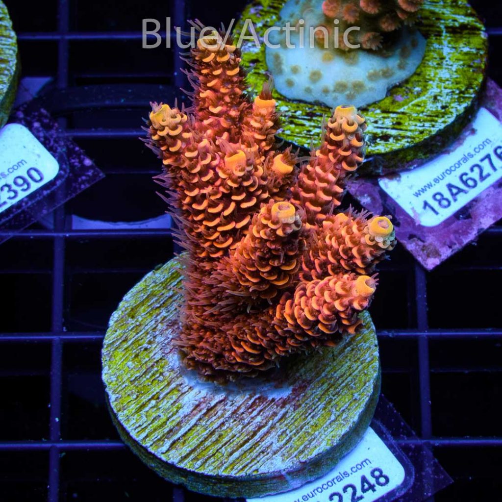 EC Akil’s Orange Passion Mille – Bild 2