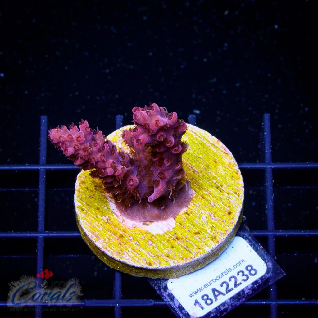 EC Akil’s Red Diablo Acro