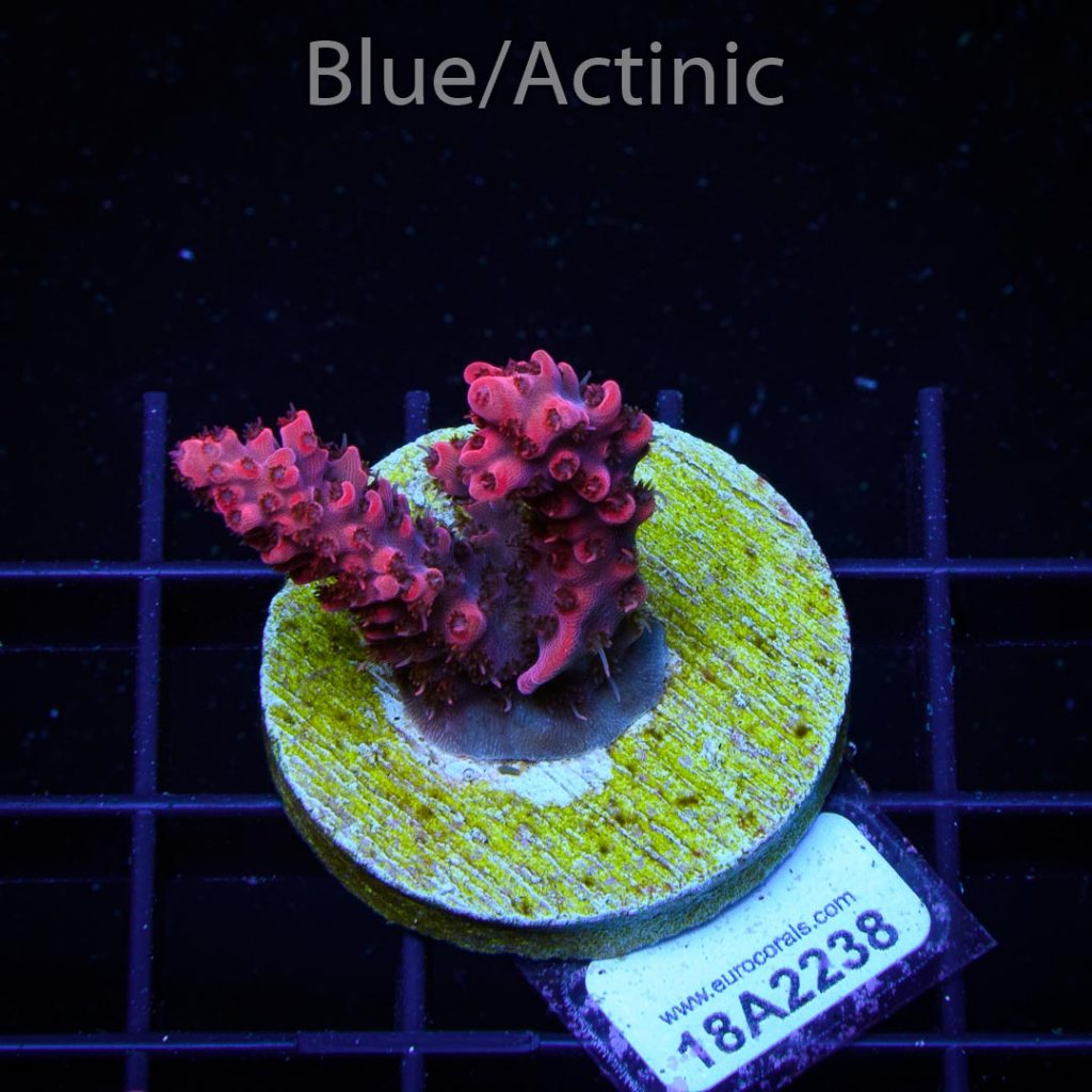 EC Akil’s Red Diablo Acro - Image 2